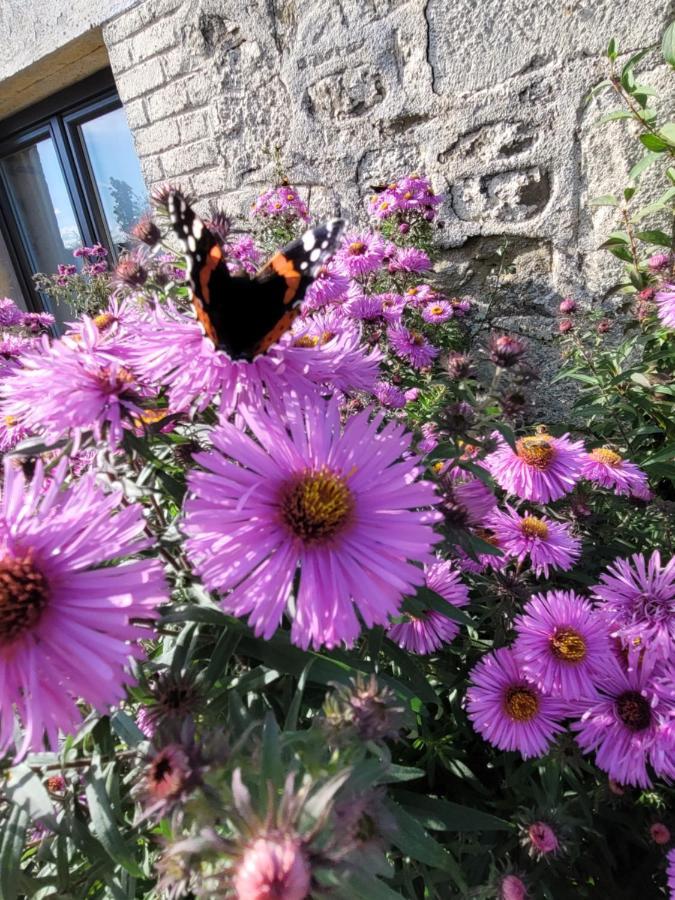 Studio Bienvenue Du Cote De Chez Nous Avec Jardin Privatif Wignehies Exteriér fotografie