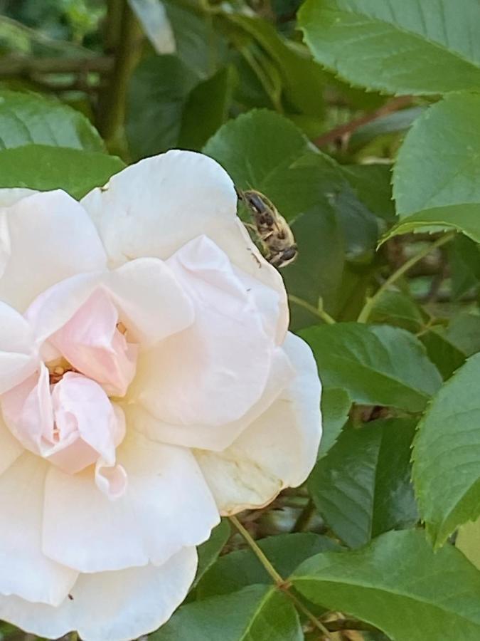 Studio Bienvenue Du Cote De Chez Nous Avec Jardin Privatif Wignehies Exteriér fotografie